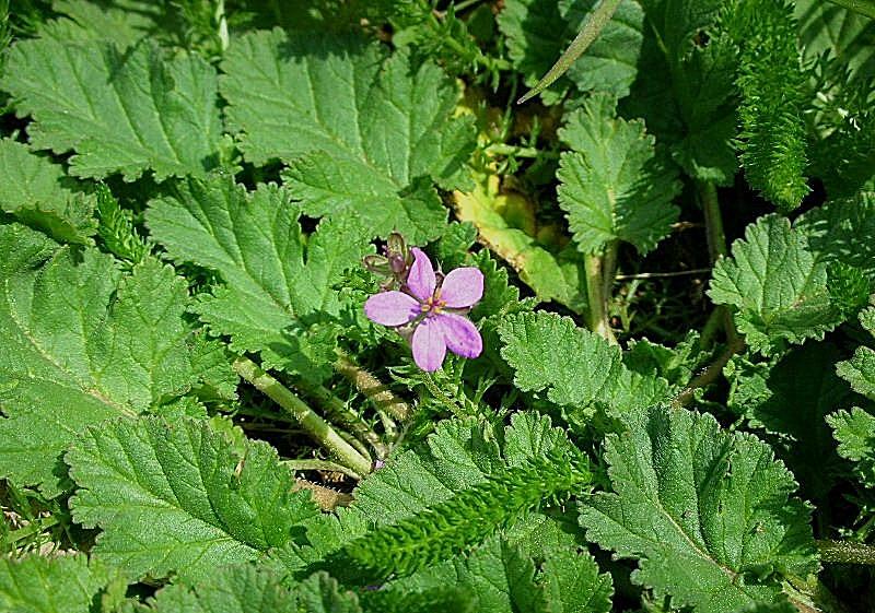 Erodium malacoides / Becco di gru malvaceo